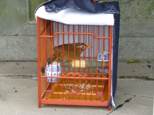 caged temple bird