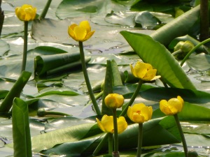 water buttercups