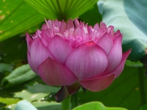double lotus 