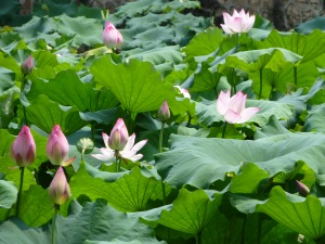 lotus blooms 